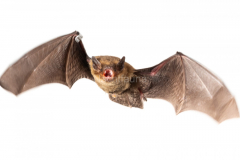 Mückenfledermaus (Pipistrellus pygmaeus)