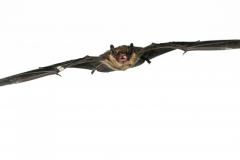 Nordfledermaus (Eptesicus nilssonii) 