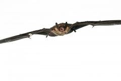 Nordfledermaus (Eptesicus nilsonii)