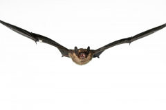 Nordfledermaus (Eptesicus nilsonii)