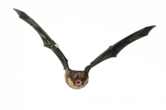 Nordfledermaus (Eptesicus nilsonii)