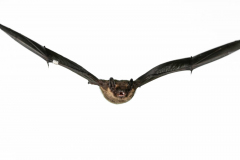 Nordfledermaus (Eptesicus nilsonii)