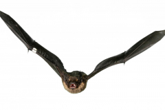 Nordfledermaus (Eptesicus nilsonii)