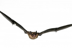 Nordfledermaus (Eptesicus nilsonii)