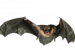 Nordfledermaus (Eptesicus nilsonii)