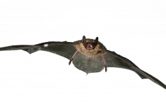 Nordfledermaus (Eptesicus nilsonii)