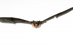 Nordfledermaus (Eptesicus nilsonii)