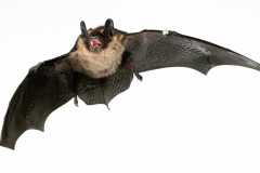 Nordfledermaus (Eptesicus nilsonii)