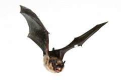 Nordfledermaus (Eptesicus nilsonii)