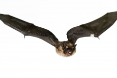 Nordfledermaus (Eptesicus nilsonii)