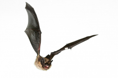 Nordfledermaus (Eptesicus nilsonii)