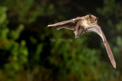 Rauhautfledermaus (Pipistrellus nathusii)