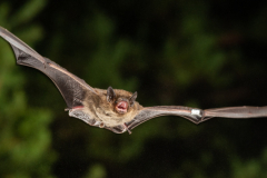 Rauhautfledermaus (Pipistrellus nathusii)