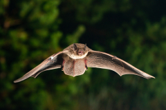 Rauhautfledermaus (Pipistrellus nathusii)