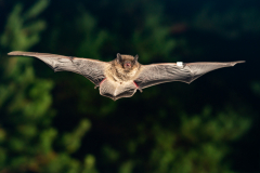 Rauhautfledermaus (Pipistrellus nathusii)