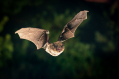 Rauhautfledermaus (Pipistrellus nathusii)