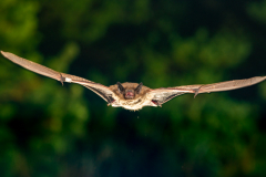 Rauhautfledermaus (Pipistrellus nathusii)