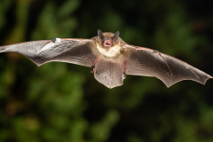 Rauhautfledermaus (Pipistrellus nathusii)