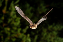 Rauhautfledermaus (Pipistrellus nathusii)