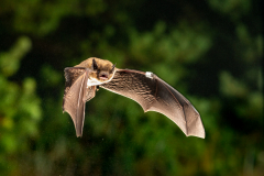 Rauhautfledermaus (Pipistrellus nathusii)