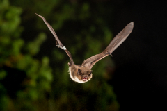 Rauhautfledermaus (Pipistrellus nathusii)