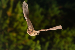 Rauhautfledermaus (Pipistrellus nathusii)