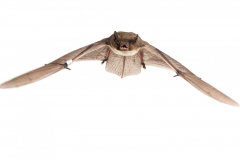 Rauhautfledermaus (Pipistrellus nathusii)