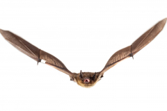 Rauhautfledermaus (Pipistrellus nathusii)