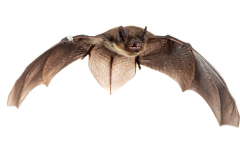 Rauhautfledermaus (Pipistrellus nathusii)