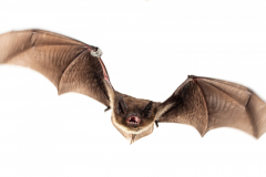 Rauhautfledermaus (Pipistrellus nathusii)