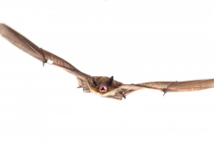 Rauhautfledermaus (Pipistrellus nathusii)