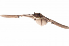 Rauhautfledermaus (Pipistrellus nathusii)