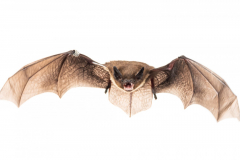 Rauhautfledermaus (Pipistrellus nathusii)