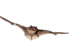 Rauhautfledermaus (Pipistrellus nathusii)