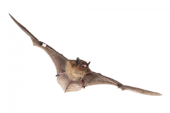 Rauhautfledermaus (Pipistrellus nathusii)