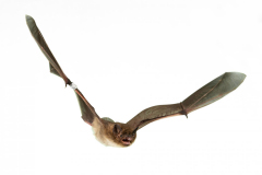 Rauhautfledermaus (Pipistrellus nathusii)