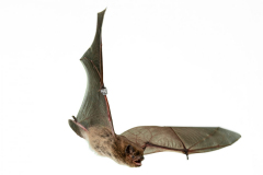 Rauhautfledermaus (Pipistrellus nathusii)