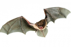 Rauhautfledermaus (Pipistrellus nathusii)