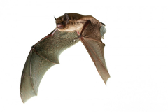 Rauhautfledermaus (Pipistrellus nathusii)