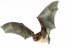 Rauhautfledermaus (Pipistrellus nathusii)