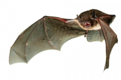 Rauhautfledermaus (Pipistrellus nathusii)