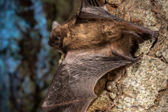 Rauhautfledermaus (Pipistrellus nathusii)