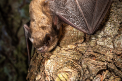 Rauhautfledermaus (Pipistrellus nathusii)