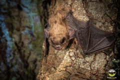 Rauhautfledermaus (Pipistrellus nathusii)