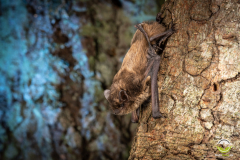 Rauhautfledermaus (Pipistrellus nathusii)