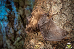 Rauhautfledermaus (Pipistrellus nathusii)