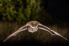 Rauhautfledermaus (Pipistrellus nathusii)