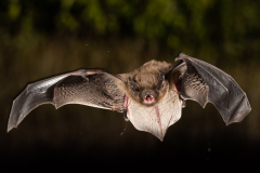 Rauhautfledermaus (Pipistrellus nathusii)