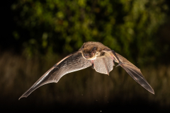 Rauhautfledermaus (Pipistrellus nathusii)