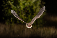 Rauhautfledermaus (Pipistrellus nathusii)